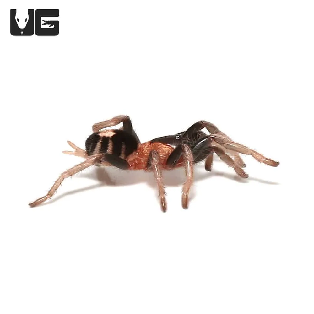 21739 trinidad dwarf tarantula substrate