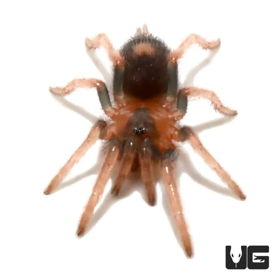 /img/21739-trinidad-dwarf-tarantula-temperature.webp