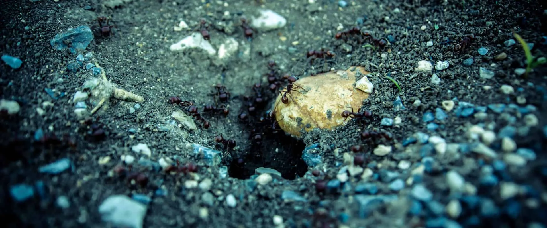 21742 tarantula amsterdam