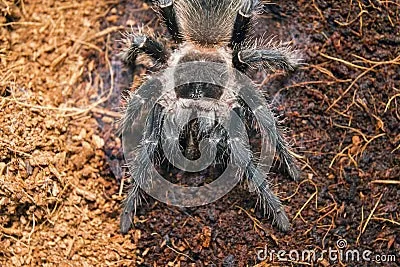 21742 tarantula attacking ant