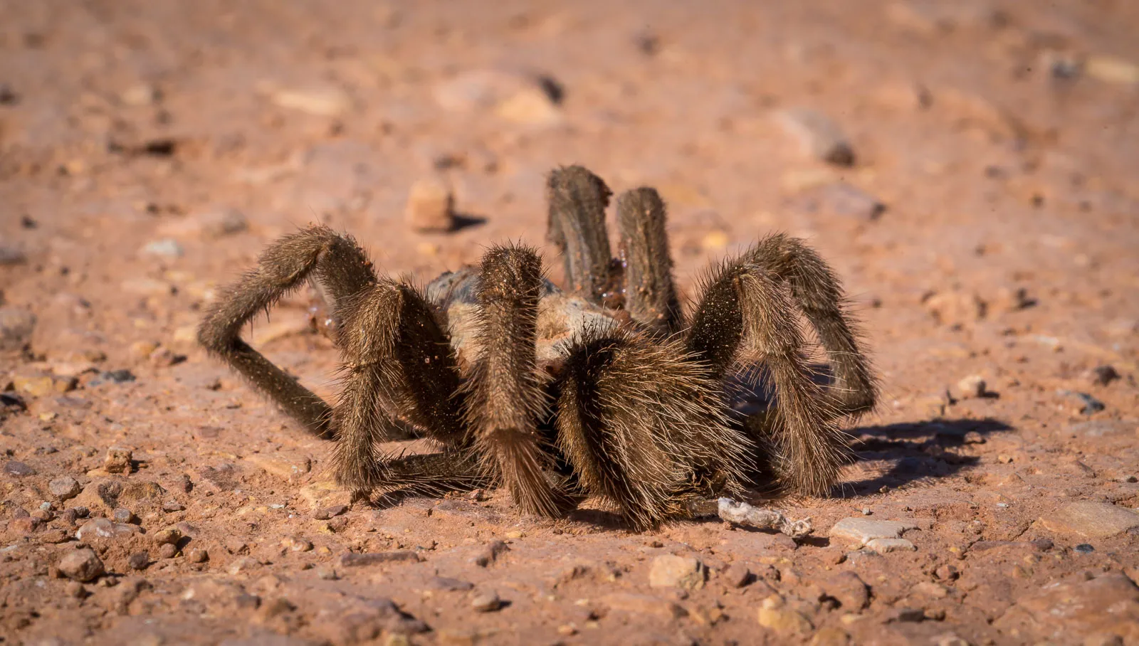 /img/21744-tarantula-defensive-behavior.webp