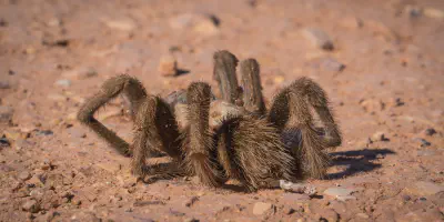 /img/21744-tarantula-defensive-behavior.webp