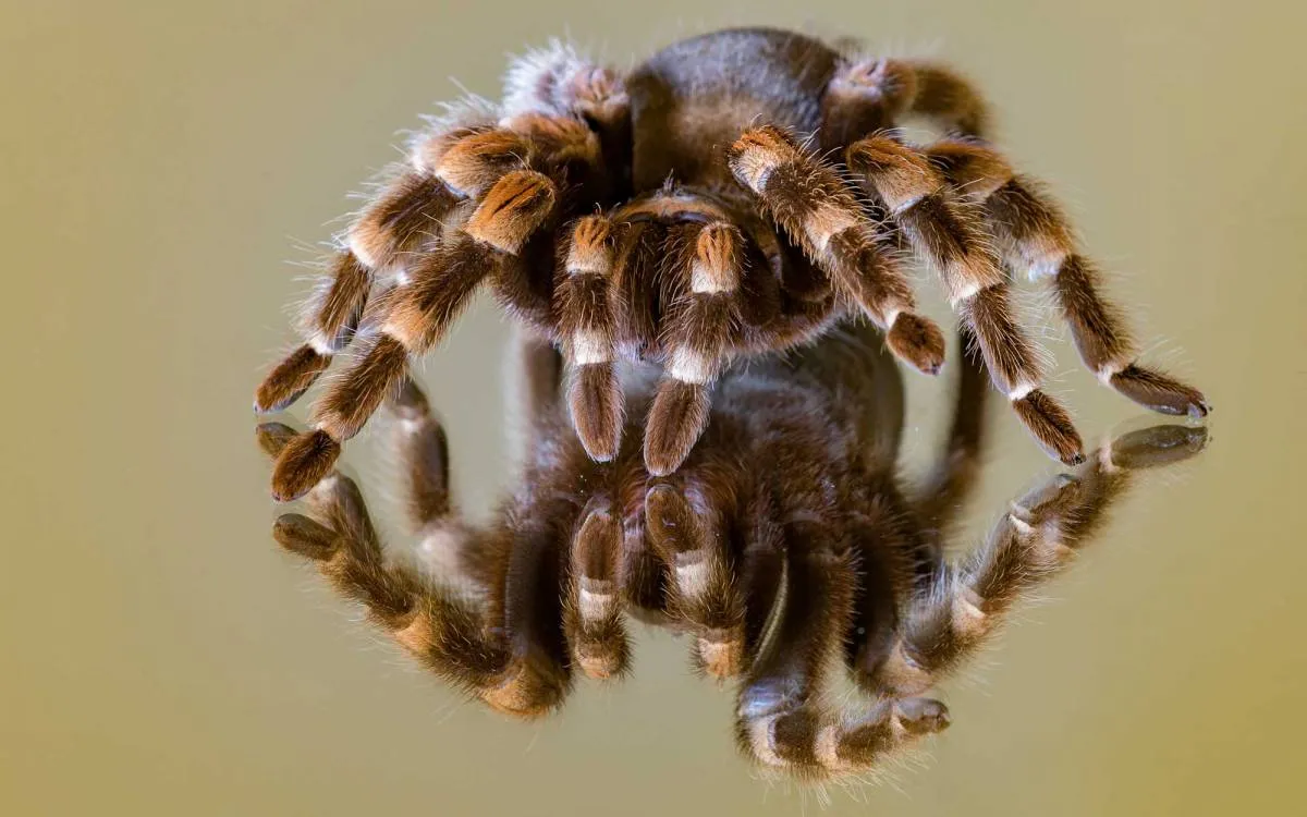 21744 tarantula habitat