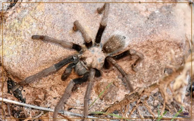 21744 tarantula species diversity