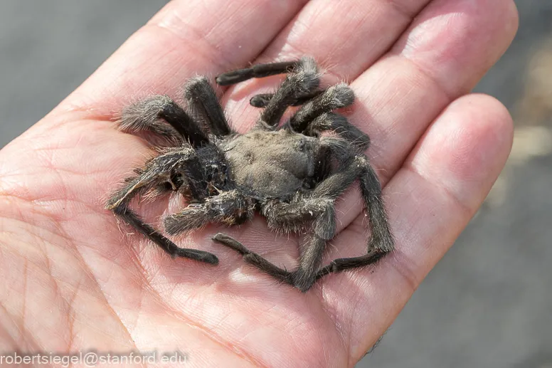 21744 tarantula venom analysis