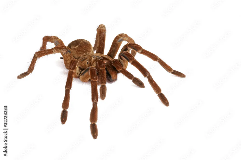 /img/21745-goliath-birdeater-male-spiderling.webp