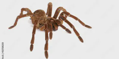 /img/21745-goliath-birdeater-male-spiderling.webp