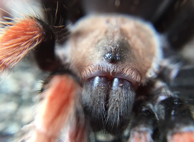 21747 bite site reaction