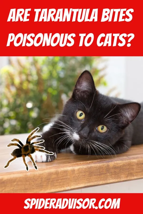 21747 tarantula first aid