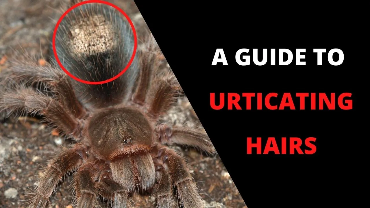 21749 tarantula diet