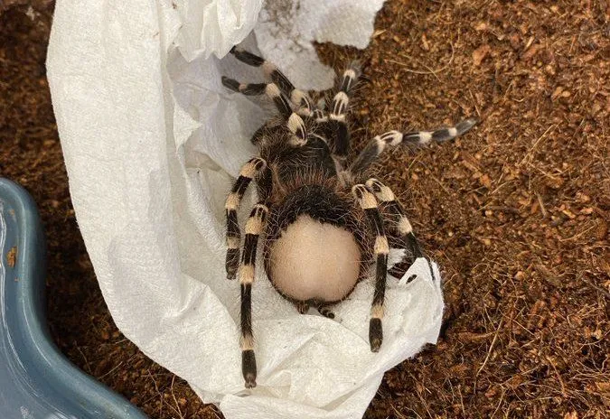 21749 tarantula molting