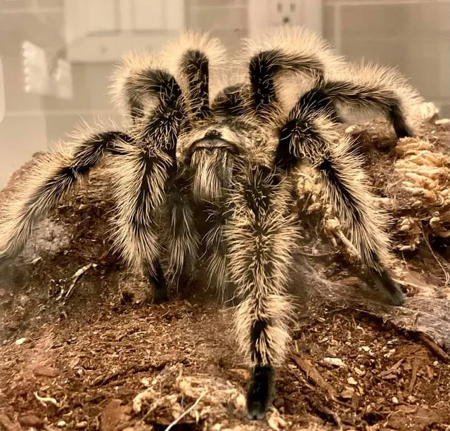 21749 tarantula stress