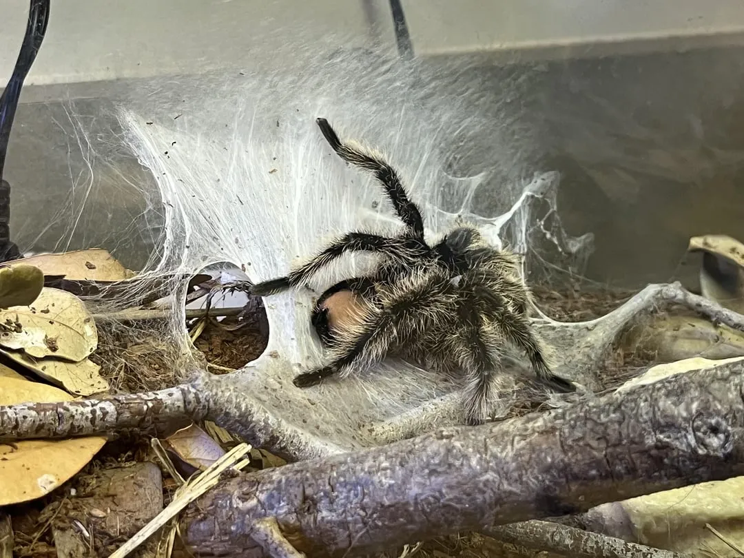 21749 tarantula substrate