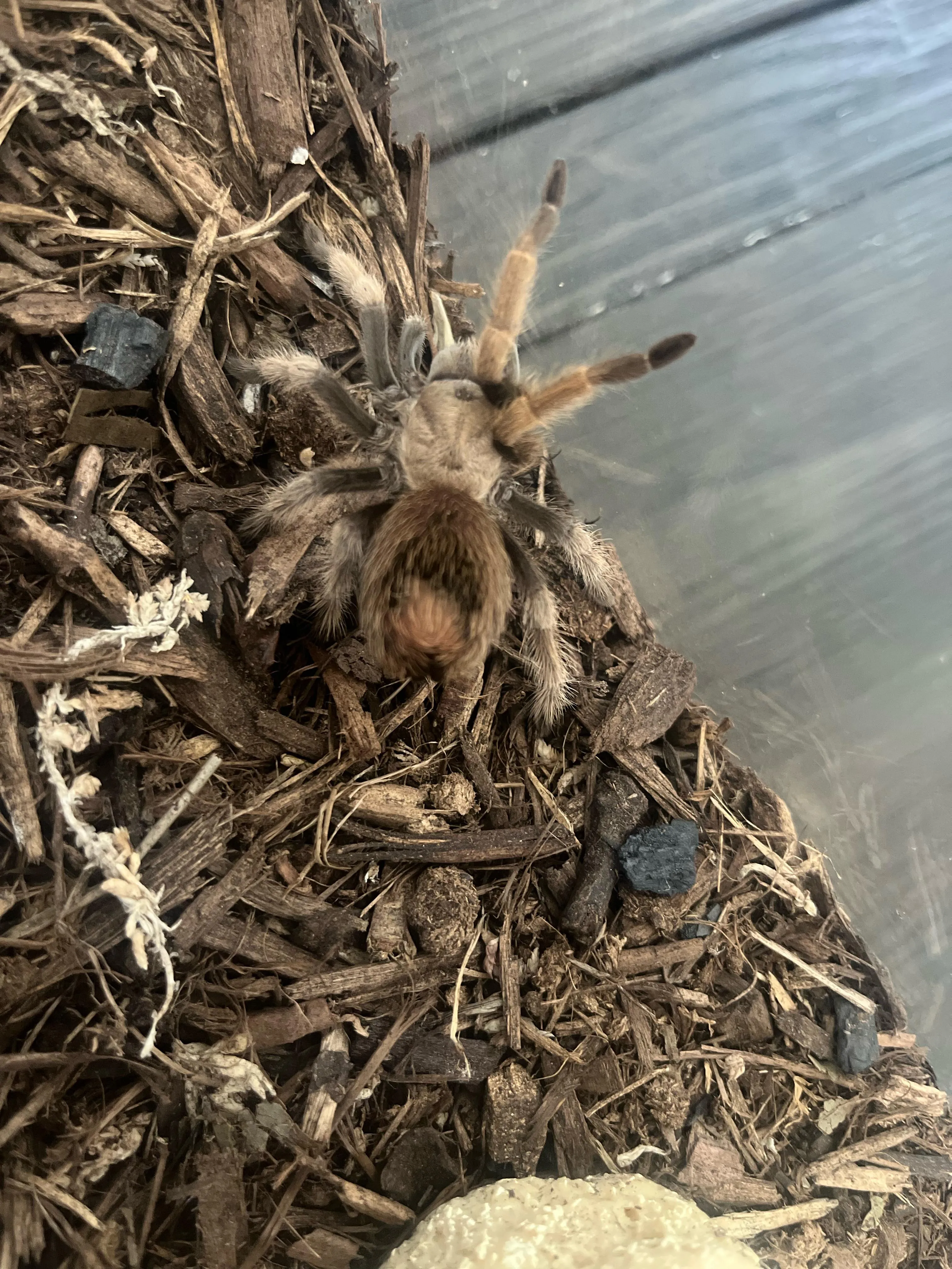 /img/21749-tarantula-vet.webp