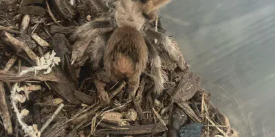 /img/21749-tarantula-vet.webp