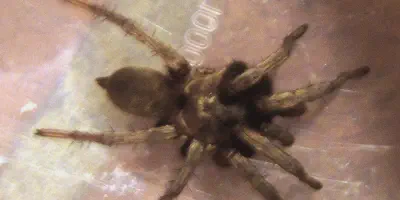 /img/21752-burning-tarantula-conservation.webp