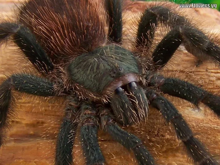 21752 burning tarantula feeding