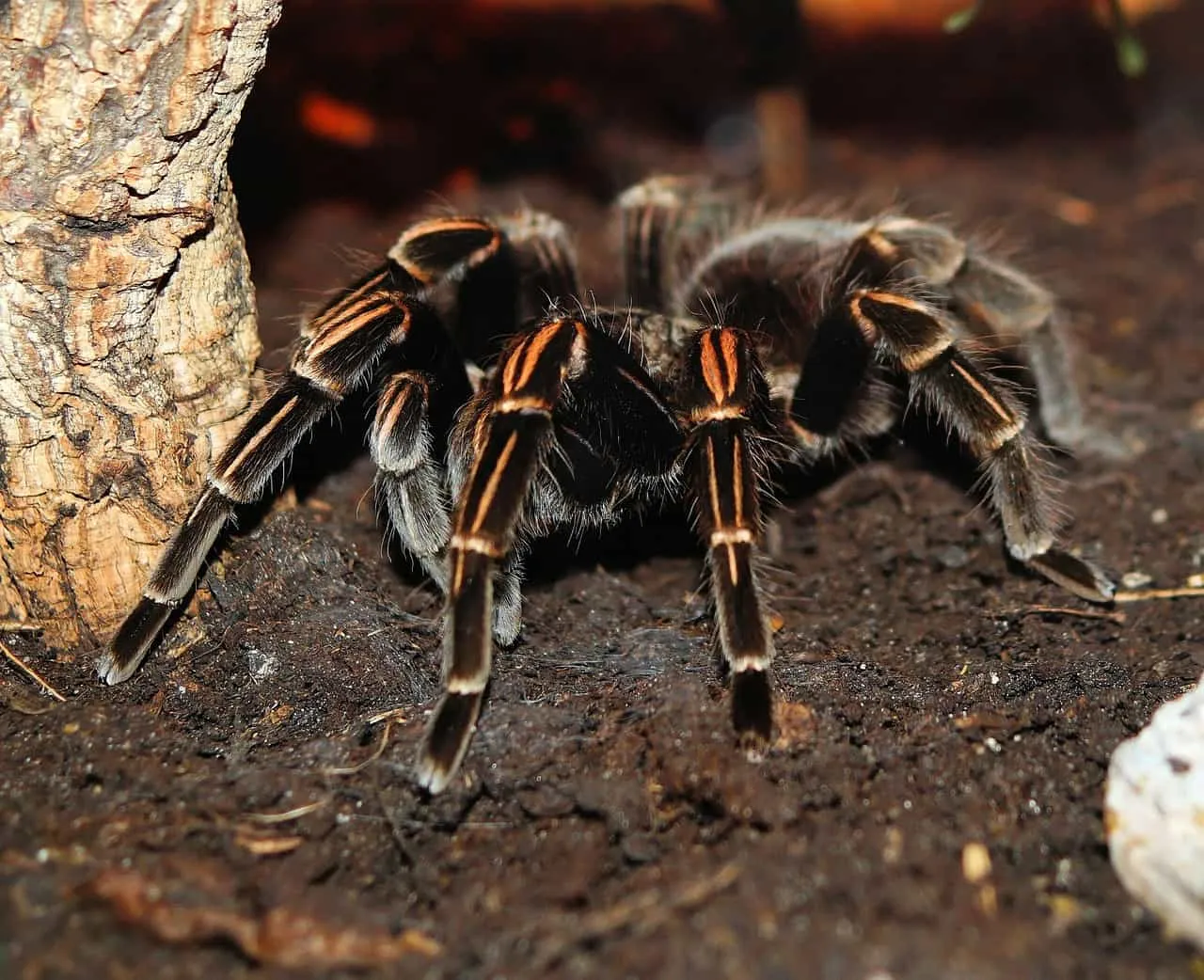 21756 subtropical tarantula
