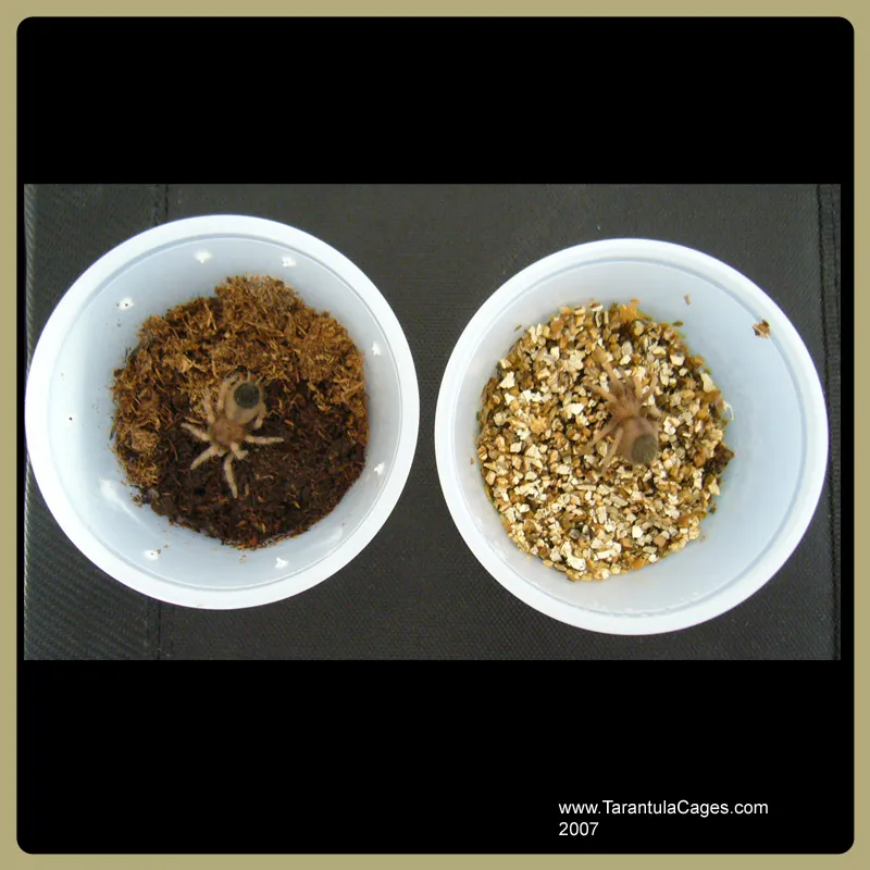 21756 tarantula misting