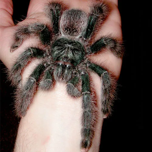21760 pink toe tarantula care