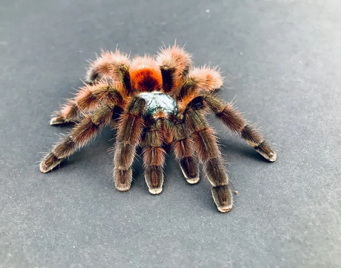21760 pink toe tarantula feeding