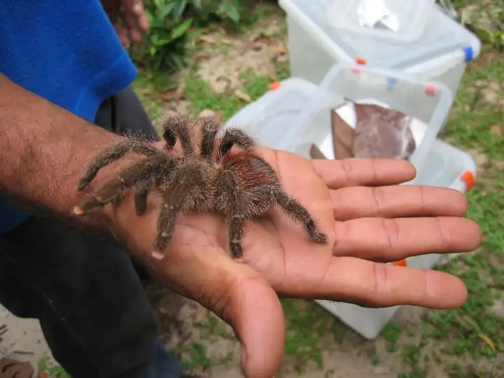 /img/21760-pink-toe-tarantula-setup.webp