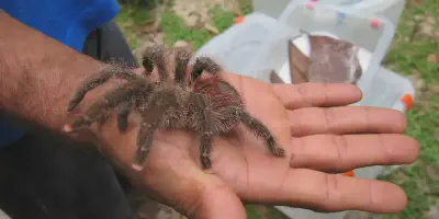 /img/21760-pink-toe-tarantula-setup.webp