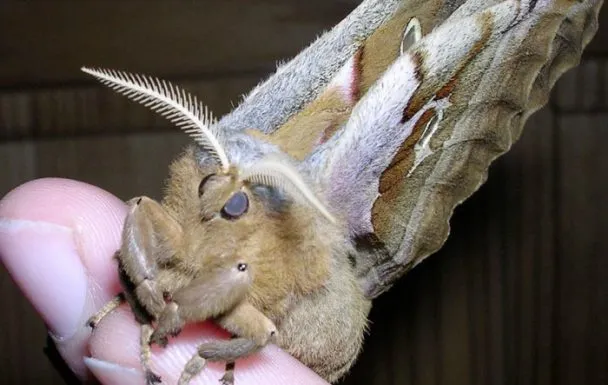 21762 polilla tarantula like mating