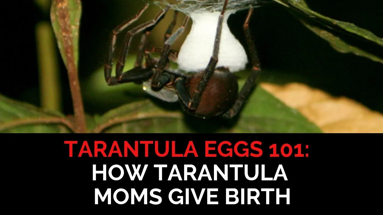 21763 tarantula eggsack