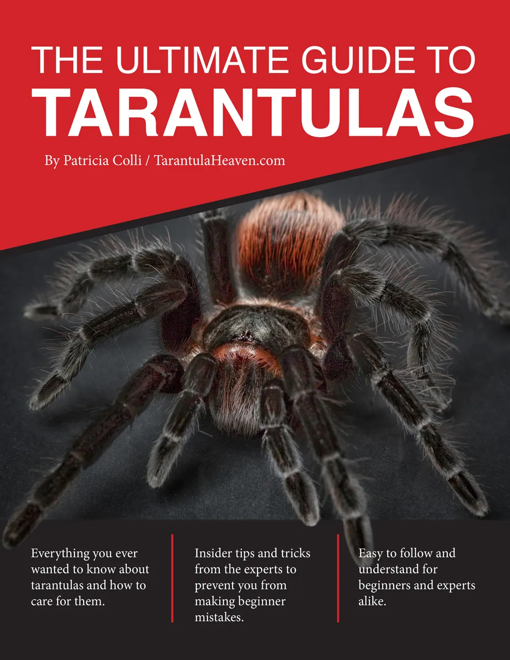 21763 tarantula hatchlings