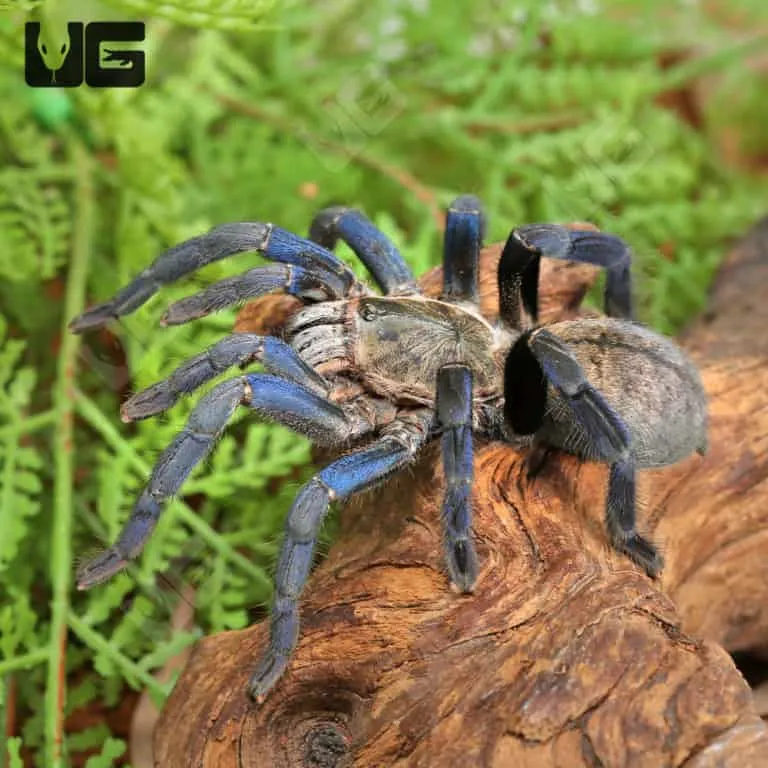 /img/21764-cobalt-blue-tarantula-vs-scorpion-conclusion.webp