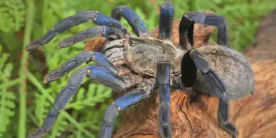 /img/21764-cobalt-blue-tarantula-vs-scorpion-conclusion.webp