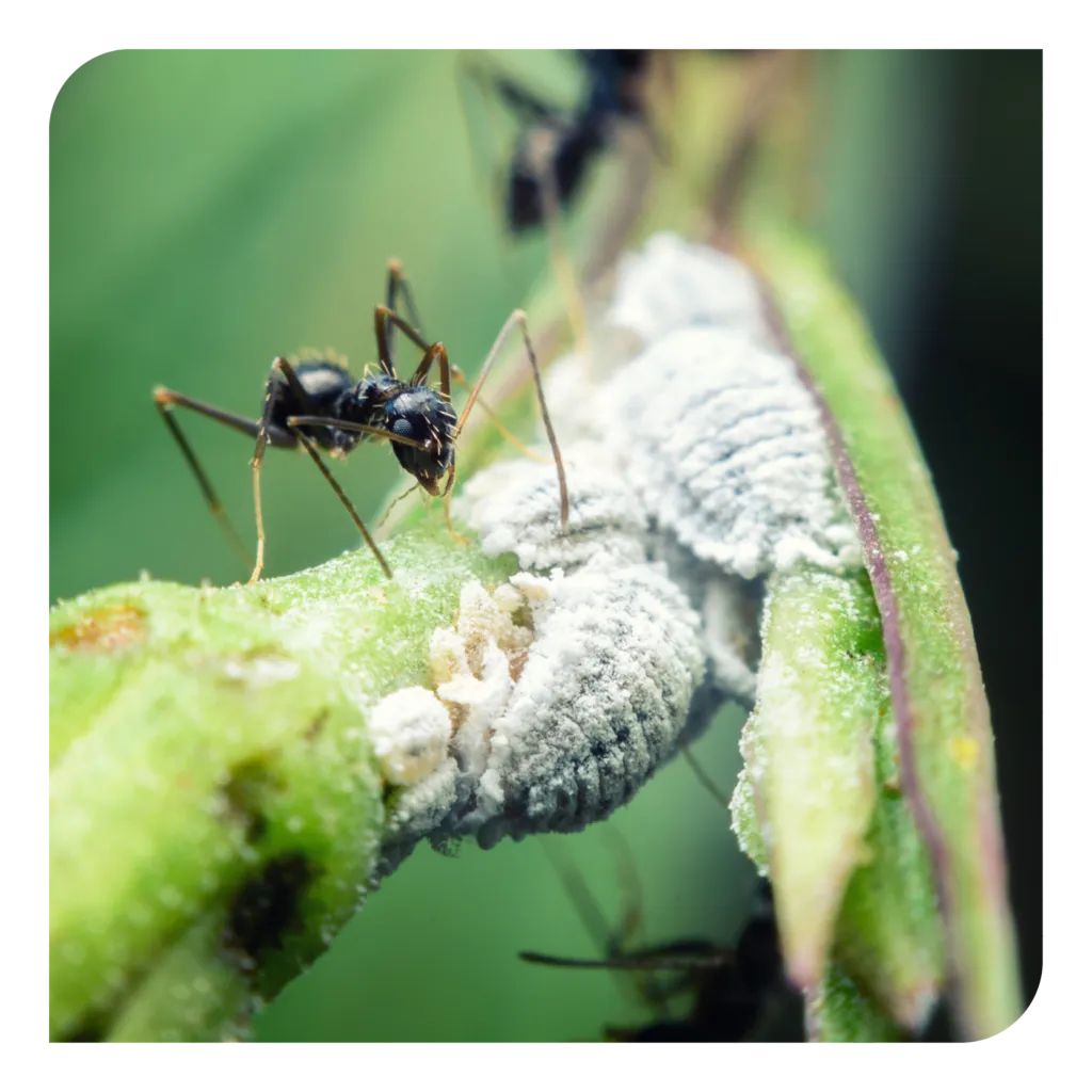 21766 argentine ants