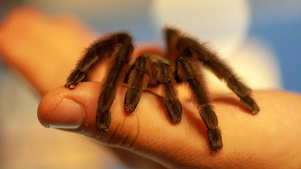21770 antilles pinktoe tarantula eating
