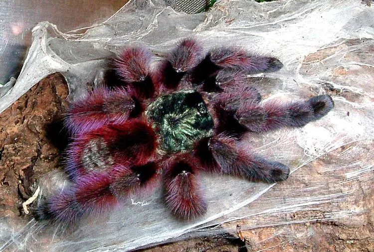 21770 antilles pinktoe tarantula in habitat