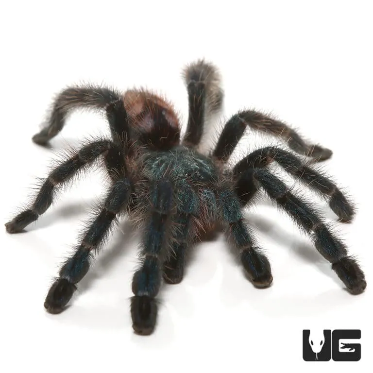 21770 antilles pinktoe tarantula molting