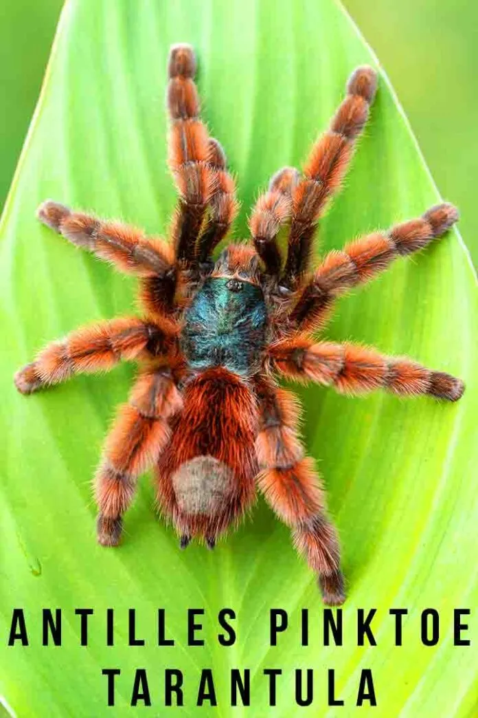 /img/21770-common-antilles-pinktoe-tarantula-illness.webp