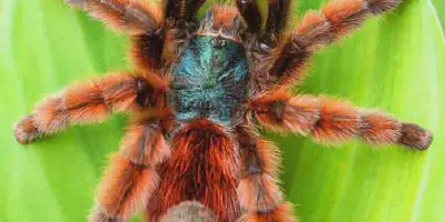 /img/21770-common-antilles-pinktoe-tarantula-illness.webp