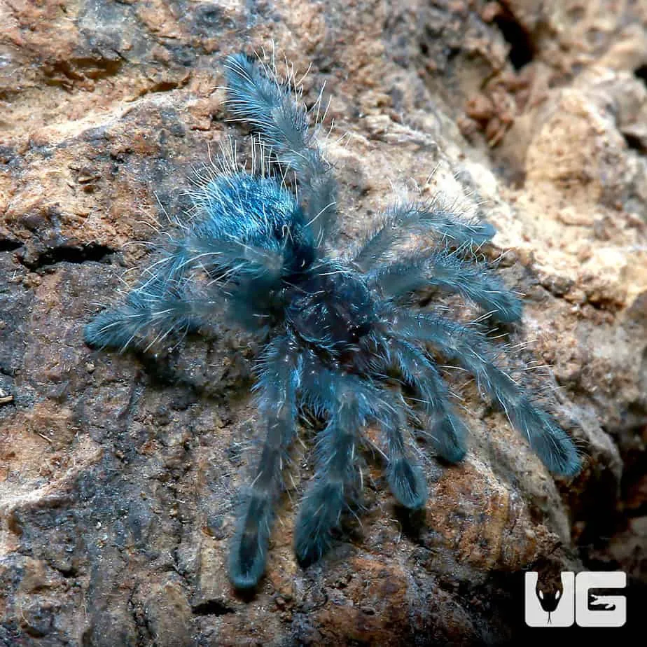 21770 healthy antilles pinktoe tarantula