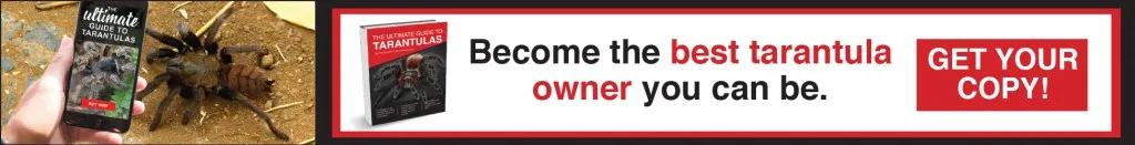 21771 strong reforge