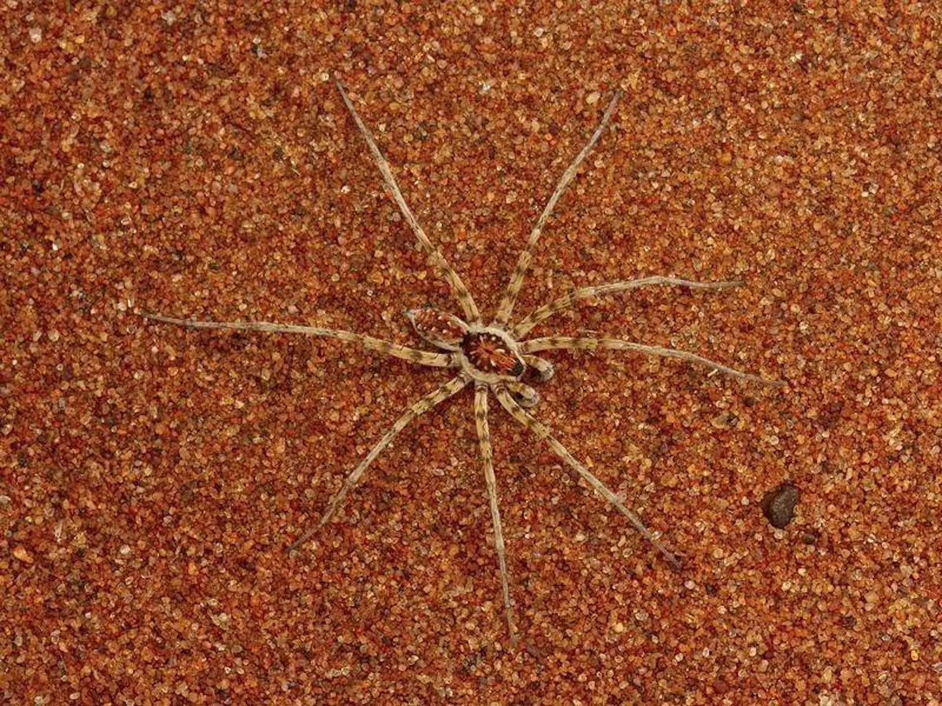 21772 tarantula diet hunting