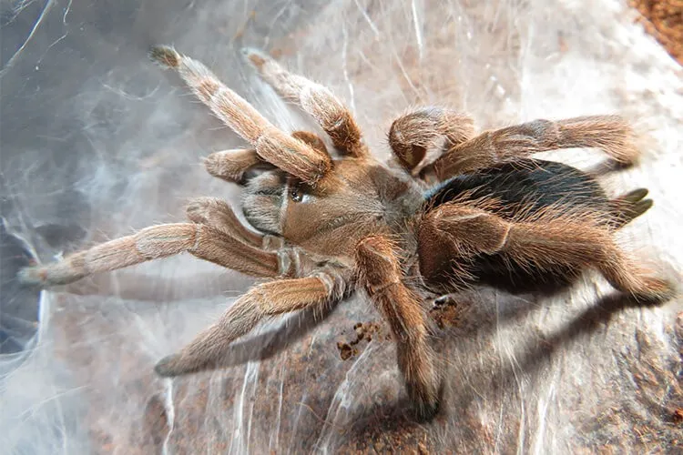 21772 tarantula venom