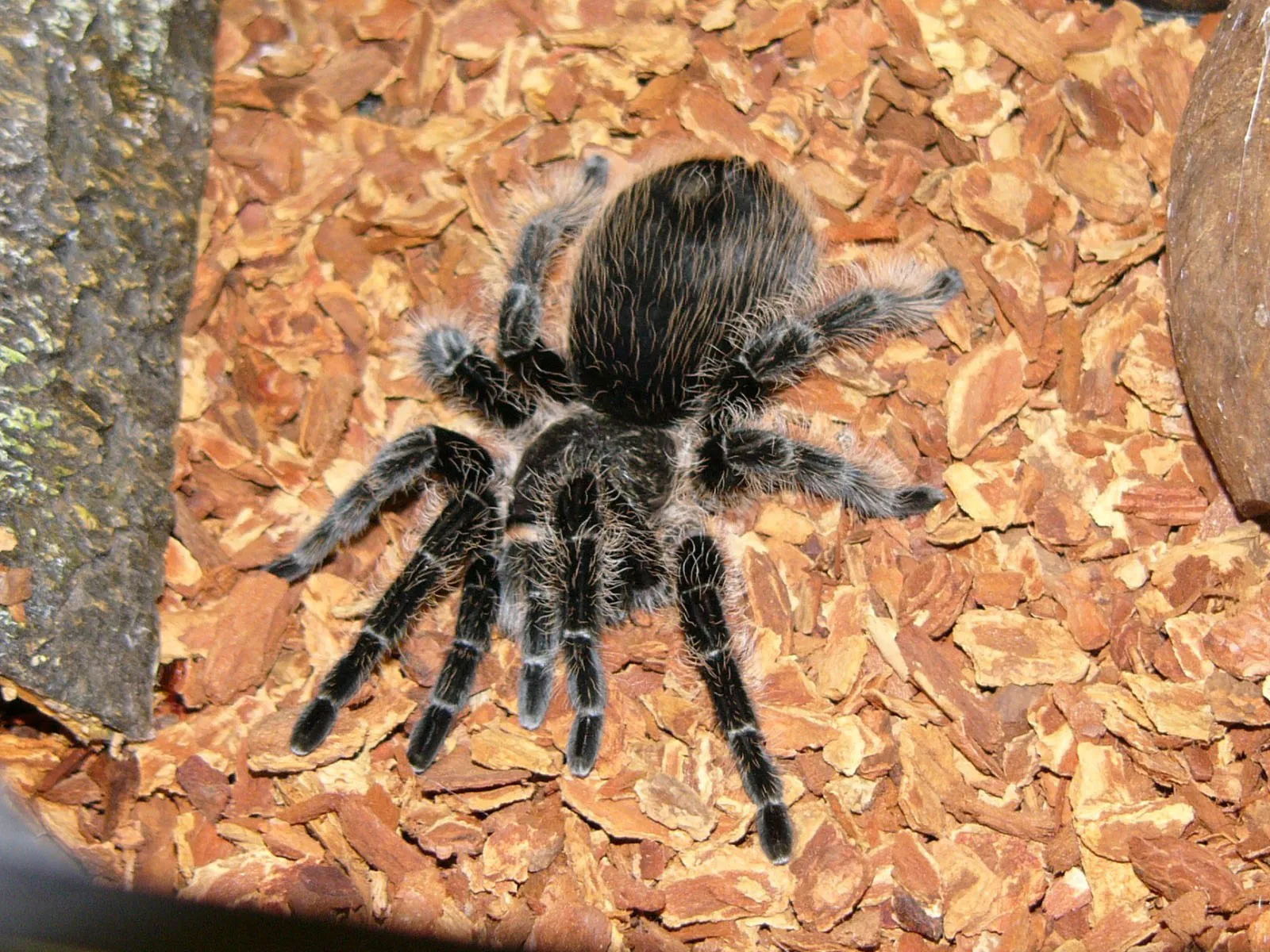 21777 curly hair tarantula feeding