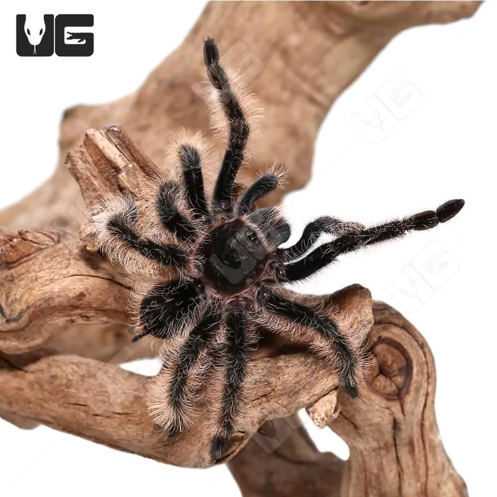 21777 curly hair tarantula handling