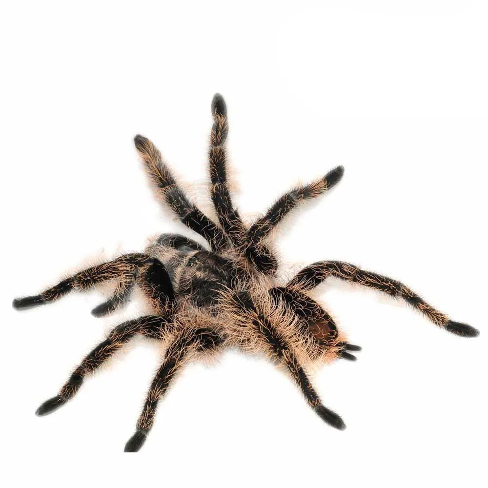 21777 curly hair tarantula molting