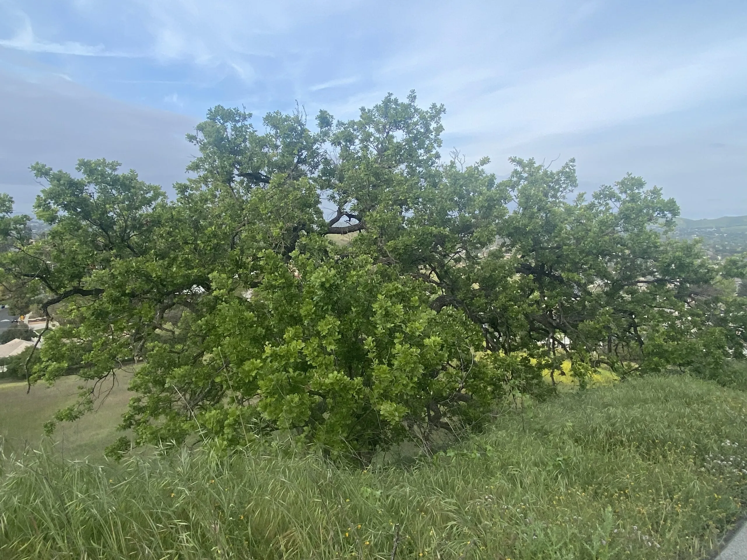 21778 tarantula hill trail hikers
