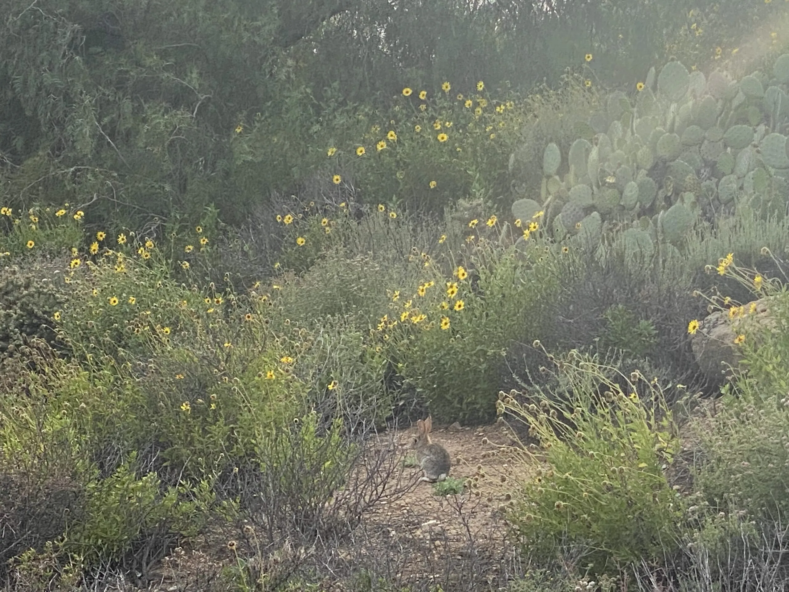 21778 tarantula hill trail ocean view