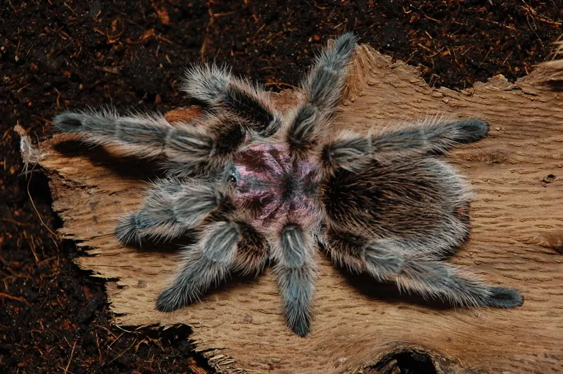 /img/21781-chilean-tarantula-conservation.webp
