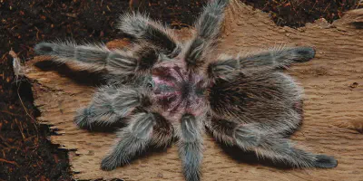 /img/21781-chilean-tarantula-conservation.webp