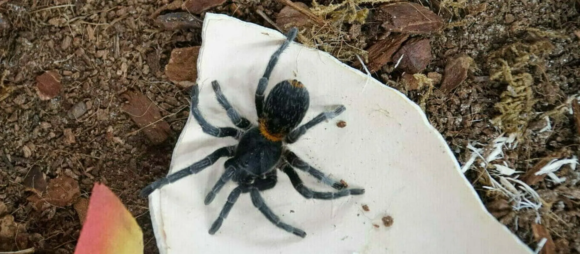21781 chilean tarantula molting
